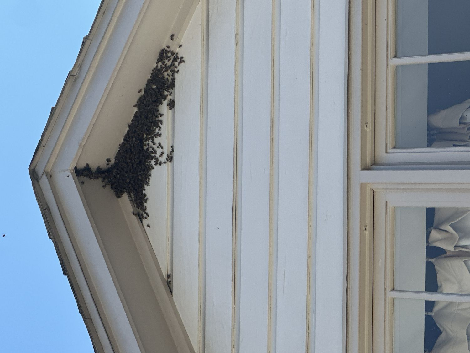 Bee Removal Near Me